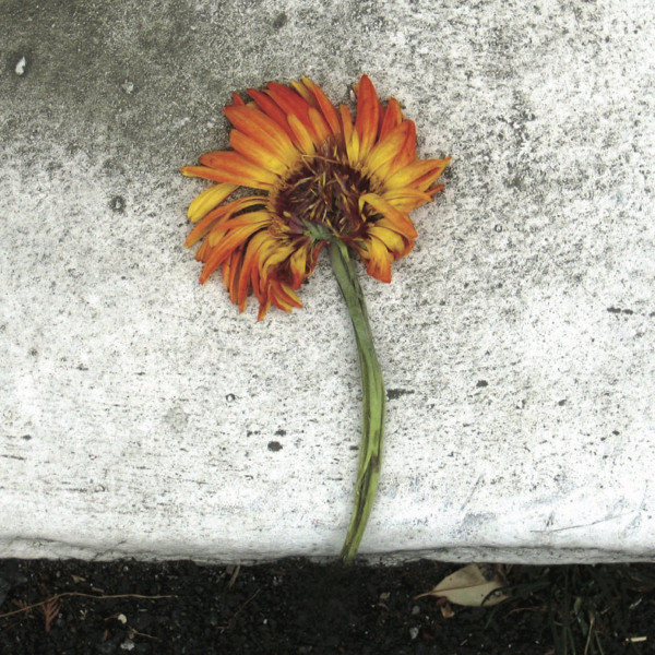 The Euphoria of Disobedience